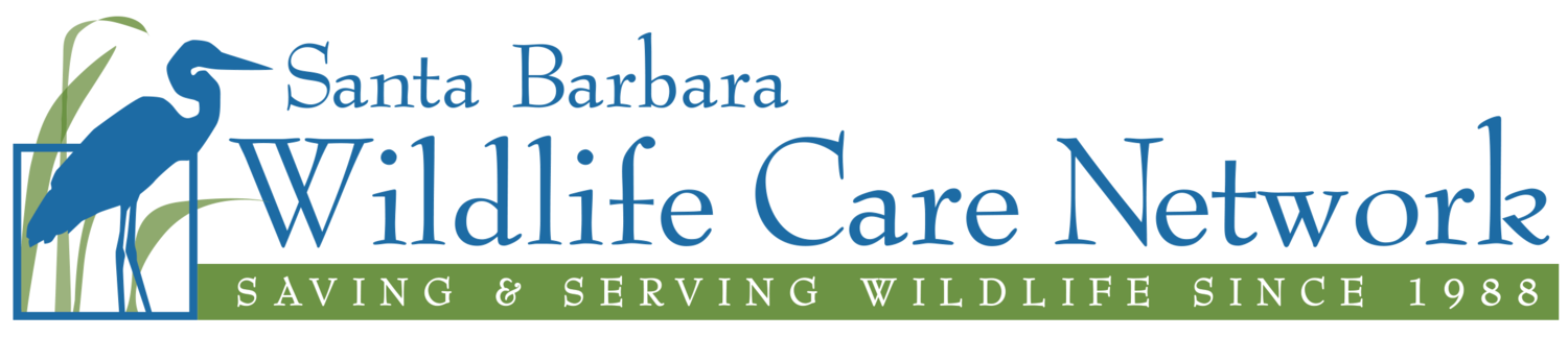 Santa Barbara Wildlife Care Network Saving & Serving Wildlife since 1988
