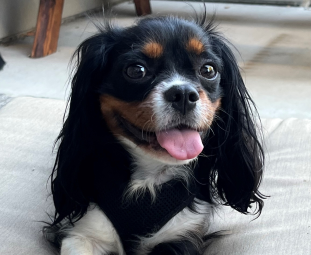 Andrea Dog Photo